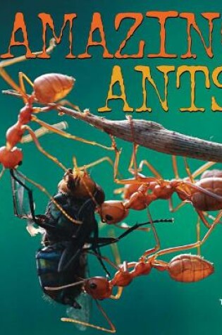 Cover of Amazing Ants