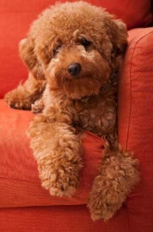 Cover of The Toy Poodle Lazing on the Sofa Journal