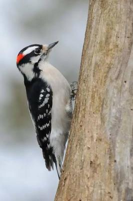 Book cover for Downy Woodpecker Journal