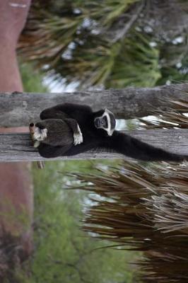 Book cover for Black Pileated Gibbon Swinging Around in Thailand