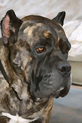 Cover of Cane Corso