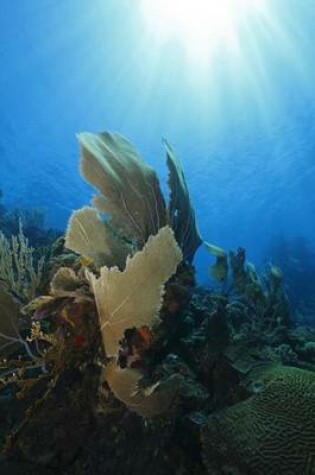 Cover of Sea Fan on Tropical Coral Reef Roatan Honduras Journal