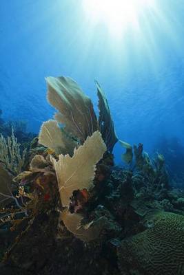 Book cover for Sea Fan on Tropical Coral Reef Roatan Honduras Journal