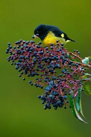 Cover of Yellow-Bellied Siskin (Carduelis Xanthogastra) Bird Journal