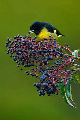 Book cover for Yellow-Bellied Siskin (Carduelis Xanthogastra) Bird Journal