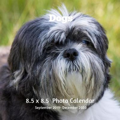 Book cover for Dogs 8.5 X 8.5 Photo Calendar September 2019 -December 2020