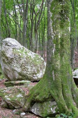 Book cover for A Moss Covered Tree in Ticino Forrest Switzerland