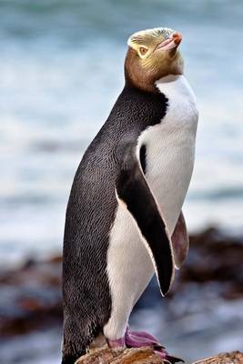 Book cover for Yellow Eyed Penguin New Zealand Hoiho Journal