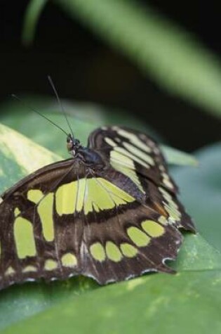 Cover of Malachite Butterfly in a Tree, for the Love of Nature