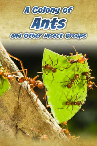 Cover of A Colony of Ants