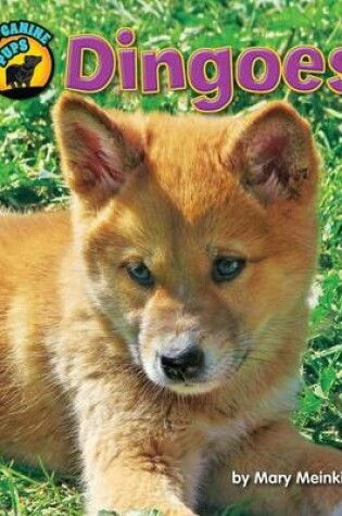 Cover of Dingoes