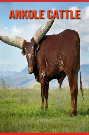 Cover of Ankole Cattle