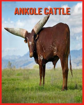 Book cover for Ankole Cattle