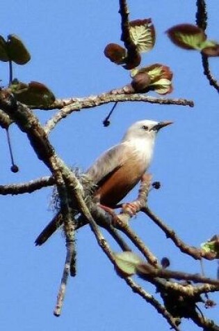 Cover of White-Headed Starling Bird Journal