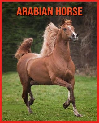 Book cover for Arabian Horse
