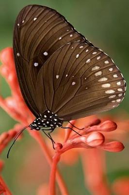 Book cover for Striped Core Butterfly