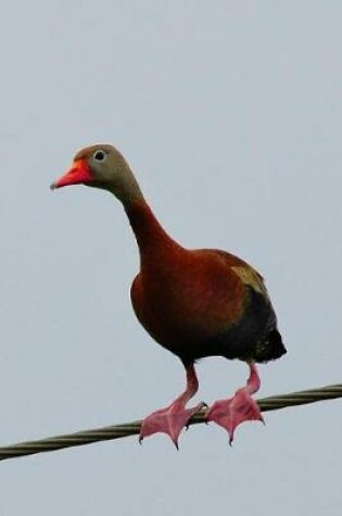 Cover of Black-Bellied Whistling Duck Journal (Dendrocygna Autumnalis)