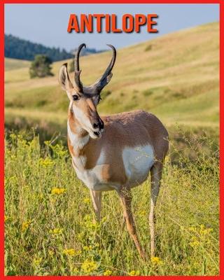 Book cover for Antilope