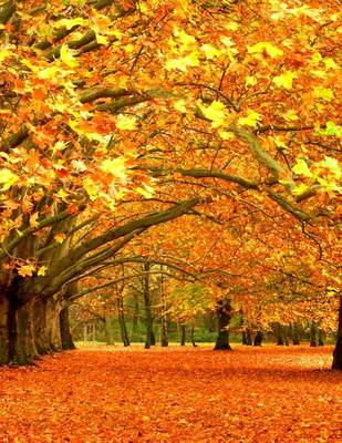 Book cover for Jumbo Oversized Magnificent Fall Foliage in Croatia