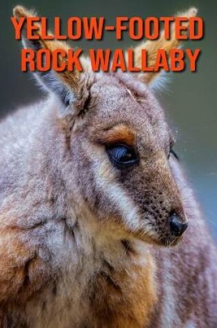 Cover of Yellow-Footed Rock Wallaby