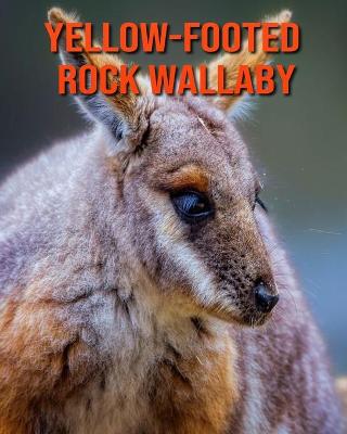 Cover of Yellow-Footed Rock Wallaby