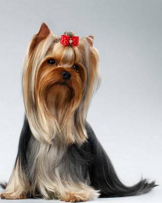 Cover of Yorkshire Terrier