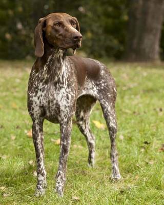 Cover of German Shorthaired Pointer