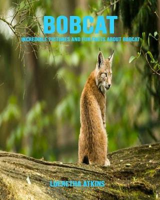 Book cover for Bobcat