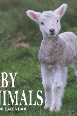 Cover of Baby Animals