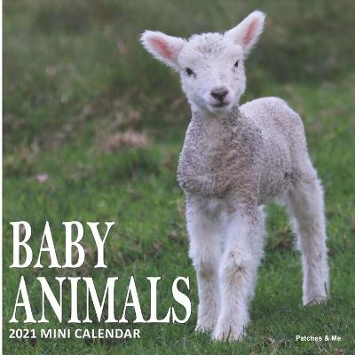 Book cover for Baby Animals