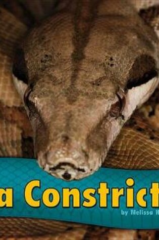 Cover of Boa Constrictors