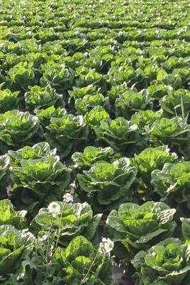 Book cover for A Field of Lettuce Plants Journal