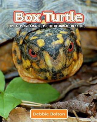 Book cover for Box Turtle