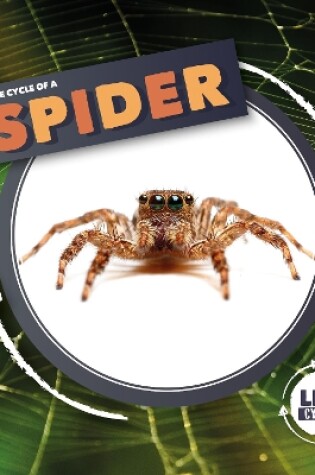Cover of Life Cycle Of A Spider