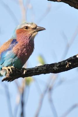 Book cover for Blue Pink and Green Lilac Breasted Roller