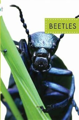 Cover of Beetles