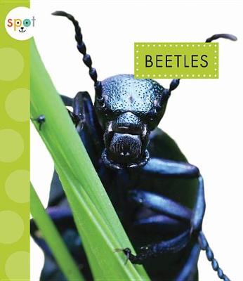 Cover of Beetles