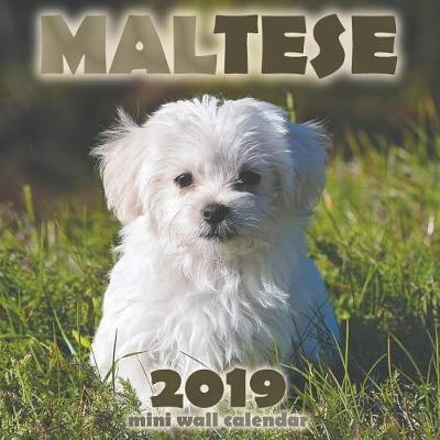 Book cover for Maltese 2019 Mini Wall Calendar