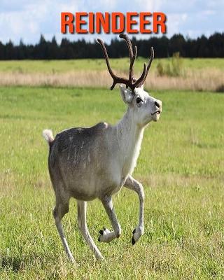 Book cover for Reindeer