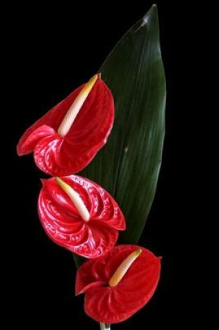 Cover of Red Anthurium Flower Journal