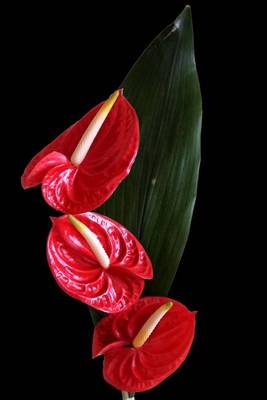 Book cover for Red Anthurium Flower Journal