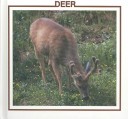 Book cover for Deer