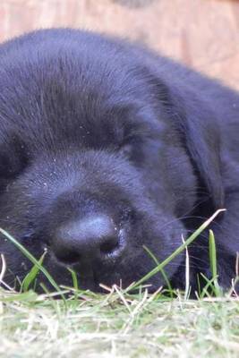 Book cover for Sleeping Black Lab Puppy (for the Love of Dogs)