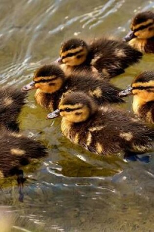 Cover of Ducklings Mallard Ducks Swimming in V Formation Journal