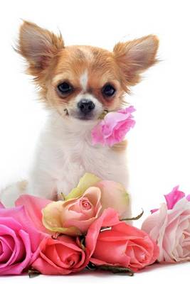 Book cover for Chihuahua on Roses, for the Love of Dogs