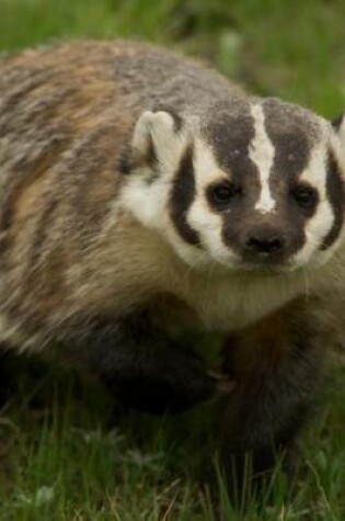 Cover of American Badger (for the Love of Animals)