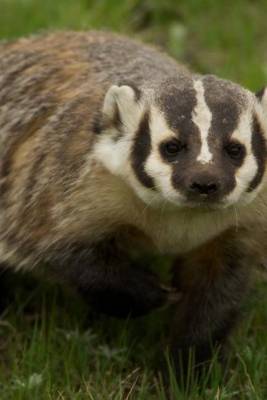 Book cover for American Badger (for the Love of Animals)