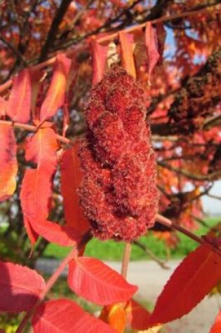 Cover of Rhus Typhina Staghorn Sumac Tree Flowers Blooming