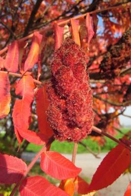 Book cover for Rhus Typhina Staghorn Sumac Tree Flowers Blooming