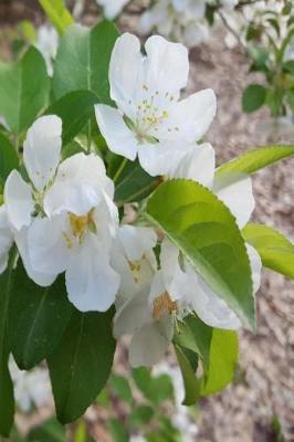 Cover of Springtime Journal Open Flowering Tree Buds